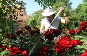 Veruje se da ova biljka donosi smrt: Nikada je ne sadite, a ako je dobijete na poklon – odmah je bacite iz kuće! Veruje se da ova biljka donosi smrt: Nikada je ne sadite, a ako je dobijete na poklon – odmah je bacite iz kuće! - featured image