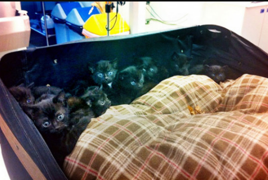 Stavite režanj češnjaka pod jastuk prije spavanja: Ujutro očekujte OVE 3 stvari! - featured image Stavite režanj češnjaka pod jastuk prije spavanja: Ujutro očekujte OVE 3 stvari! - featured image