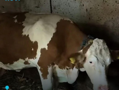 “Ovo se nije ranije desilo”: Čudo potreslo Srbiju: Krava Beba šokirala sve - featured image “Ovo se nije ranije desilo”: Čudo potreslo Srbiju: Krava Beba šokirala sve - featured image