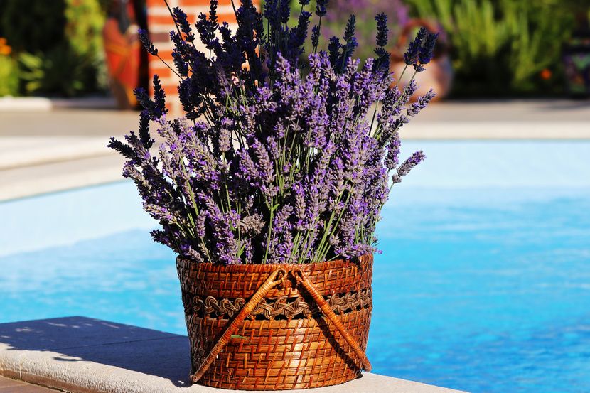 Saveti za orezivanje lavande: Kako pravilno da negujete biljku da biste imali najlepši vrt tokom cele godine - featured image