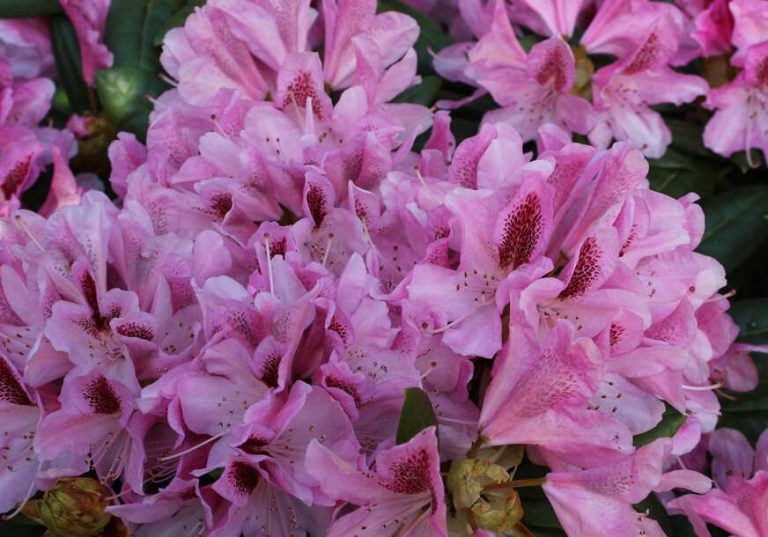 Cvijet koji preživljava i najhladnije dane: Posadite ga sada i uživajte u ljepoti cijele godine - featured image Cvijet koji preživljava i najhladnije dane: Posadite ga sada i uživajte u ljepoti cijele godine - featured image