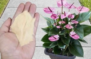 Najpreporučljivije đubrivo za sobne biljke od strane BAŠTOVARA: Imate ga u kuhinji kod kuće i posle njega sve živo cvjeta! Najpreporučljivije đubrivo za sobne biljke od strane BAŠTOVARA: Imate ga u kuhinji kod kuće i posle njega sve živo cvjeta! - featured image