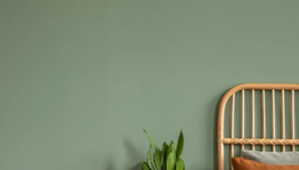 Ovu biljku obavezno unesite u kuću: Mnogi je drže pored kreveta, evo zbog čega - content image Ovu biljku obavezno unesite u kuću: Mnogi je drže pored kreveta, evo zbog čega - content image