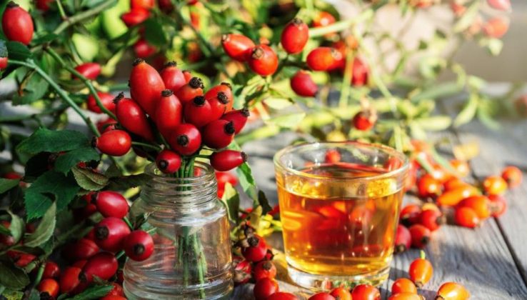 Kako da bustujete imunitet u jesen? 6 namirnica je dar iz prirode, a dve stižu pravo iz šume - featured image Kako da bustujete imunitet u jesen? 6 namirnica je dar iz prirode, a dve stižu pravo iz šume - featured image