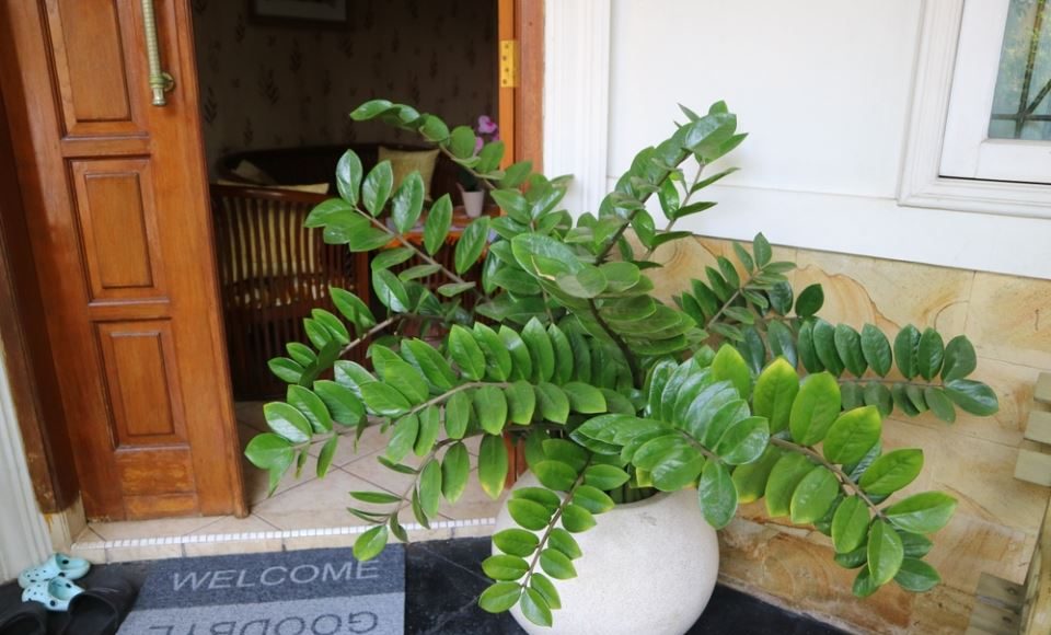 Zamija se ne stavlja bilo gde: Veruje se da samo jedno mesto u domu privlači novac i sreću - featured image Zamija se ne stavlja bilo gde: Veruje se da samo jedno mesto u domu privlači novac i sreću - featured image