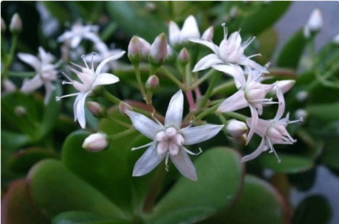 Krasula privlači novac u kuću – ali samo ako je stavite na jedno mjesto! - featured image Krasula privlači novac u kuću – ali samo ako je stavite na jedno mjesto! - featured image