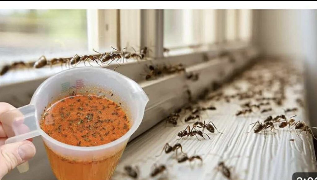 Mravi su ODMAH nestali! Jače od tone insekticida - featured image