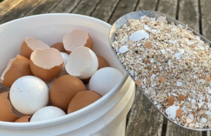 Zašto bacamo nešto što nam može riješiti svakodnevne kućne probleme? Skrivena vrijednost ljuski od jaja