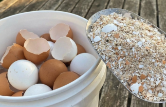 Zašto bacamo nešto što nam može riješiti svakodnevne kućne probleme? Skrivena vrijednost ljuski od jaja