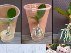 GENIJALAN način da uz samo malo truda uzgojiti nove ORHIDEJE iz jednog lista