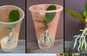 GENIJALAN način da uz samo malo truda uzgojiti nove ORHIDEJE iz jednog lista