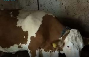 “Ovo se nije ranije desilo”: Čudo potreslo Srbiju: Krava Beba šokirala sve “Ovo se nije ranije desilo”: Čudo potreslo Srbiju: Krava Beba šokirala sve - featured image