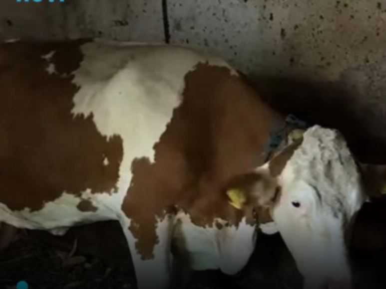 “Ovo se nije ranije desilo”: Čudo potreslo Srbiju: Krava Beba šokirala sve - featured image