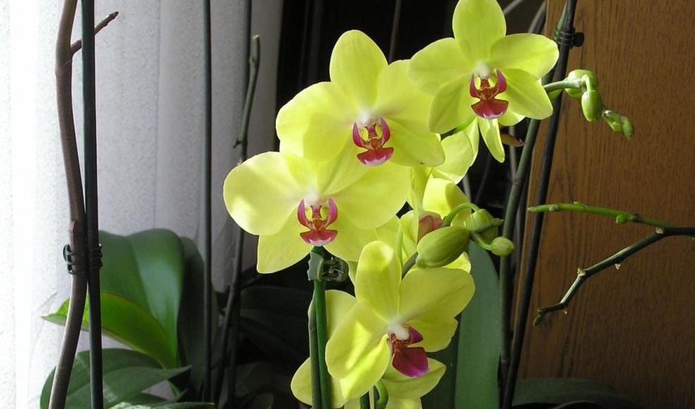 SIPAJTE SAMO JEDNOM: Najslabija orhideja odmah postaje jaka i cvjeta cijele godine - featured image