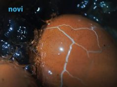 Dok kuhate jaja, dodajte ovaj sastojak: Neće pucati i oguliće se iz jednog poteza! Dok kuhate jaja, dodajte ovaj sastojak: Neće pucati i oguliće se iz jednog poteza! - featured image