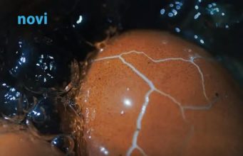 Dok kuhate jaja, dodajte ovaj sastojak: Neće pucati i oguliće se iz jednog poteza! Dok kuhate jaja, dodajte ovaj sastojak: Neće pucati i oguliće se iz jednog poteza! - featured image