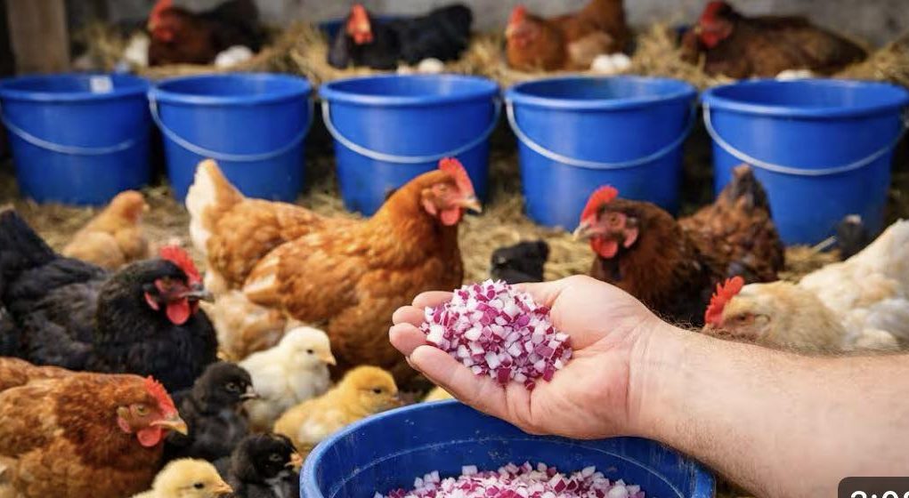 SAMO OVO DAJ KOKOŠKAMA I UVIJEK ĆE NOSITI JAJA! Svi ga imamo u bašti - featured image SAMO OVO DAJ KOKOŠKAMA I UVIJEK ĆE NOSITI JAJA! Svi ga imamo u bašti - featured image