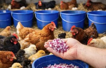 SAMO OVO DAJ KOKOŠKAMA I UVIJEK ĆE NOSITI JAJA! Svi ga imamo u bašti SAMO OVO DAJ KOKOŠKAMA I UVIJEK ĆE NOSITI JAJA! Svi ga imamo u bašti - featured image