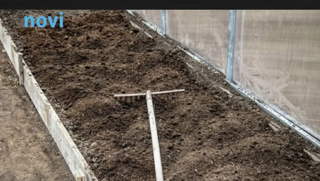 7 vrsta povrća koje gotovo nikada ne treba đubriti: Rastu uz vodu, sunce i malo brige 🌱 - featured image