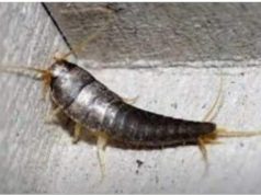 Buba, koja se često smatra bezopasnom kada se uoči u kući, krije surovu stvarnost Buba, koja se često smatra bezopasnom kada se uoči u kući, krije surovu stvarnost - featured image