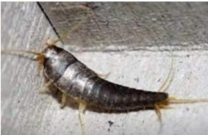 Buba, koja se često smatra bezopasnom kada se uoči u kući, krije surovu stvarnost Buba, koja se često smatra bezopasnom kada se uoči u kući, krije surovu stvarnost - featured image