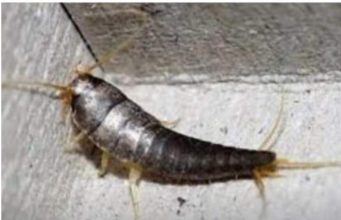 Buba, koja se često smatra bezopasnom kada se uoči u kući, krije surovu stvarnost Buba, koja se često smatra bezopasnom kada se uoči u kući, krije surovu stvarnost - featured image