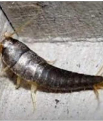 Buba, koja se često smatra bezopasnom kada se uoči u kući, krije surovu stvarnost Buba, koja se često smatra bezopasnom kada se uoči u kući, krije surovu stvarnost - featured image