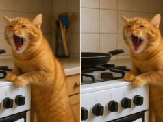 Mačka se čudno ponašala celu veče — i uskoro sam shvatila zašto nije odlazila od šporeta.