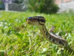 Evo čega se zmije najviše plaše: Ovo stavite u dvorište na proljeće i zaštitite kuću