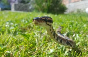 Evo čega se zmije najviše plaše: Ovo stavite u dvorište na proljeće i zaštitite kuću