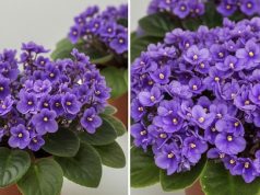 Jedan kuhinjski sastojak može natjerati vaše LJUBIČICE da procvjetaju preko noći Jedan kuhinjski sastojak može natjerati vaše LJUBIČICE da procvjetaju preko noći - featured image