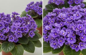 Jedan kuhinjski sastojak može natjerati vaše LJUBIČICE da procvjetaju preko noći Jedan kuhinjski sastojak može natjerati vaše LJUBIČICE da procvjetaju preko noći - featured image