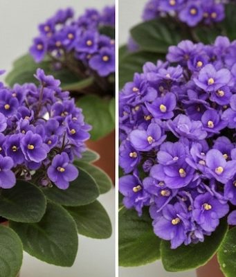 Jedan kuhinjski sastojak može natjerati vaše LJUBIČICE da procvjetaju preko noći Jedan kuhinjski sastojak može natjerati vaše LJUBIČICE da procvjetaju preko noći - featured image