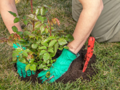 Ove biljke i voćke najbolje uspevaju kad se posade u martu: Ključna je priprema zemlje sa korom 1 voćke