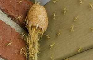 Izašao sam na trijem i vidio kako zid… oživljava! Stotine sitnih stvorenja izašlo je iz svoje tajanstvene čahure ravno pred mojim vratima! Izašao sam na trijem i vidio kako zid… oživljava! Stotine sitnih stvorenja izašlo je iz svoje tajanstvene čahure ravno pred mojim vratima! - featured image