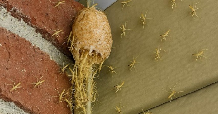 Izašao sam na trijem i vidio kako zid… oživljava! Stotine sitnih stvorenja izašlo je iz svoje tajanstvene čahure ravno pred mojim vratima! - featured image