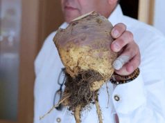 UNIŠTAVA BAKTERIJE, OPORAVLJA PLUĆA: Korijen ove biljke liječi sve probleme disajnih puteva UNIŠTAVA BAKTERIJE, OPORAVLJA PLUĆA: Korijen ove biljke liječi sve probleme disajnih puteva - featured image