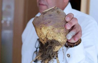 UNIŠTAVA BAKTERIJE, OPORAVLJA PLUĆA: Korijen ove biljke liječi sve probleme disajnih puteva UNIŠTAVA BAKTERIJE, OPORAVLJA PLUĆA: Korijen ove biljke liječi sve probleme disajnih puteva - featured image