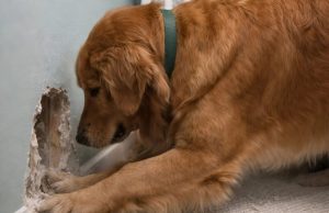 Moj pas je počeo besno da grebe zid iza dečjeg krevetića moje osmomesečne ćerke: u početku smo mislili da je jednostavno poludeo, ali kada smo zavirili u zid, pronašli smo tamo nešto zaista užasno. Moj pas je počeo besno da grebe zid iza dečjeg krevetića moje osmomesečne ćerke: u početku smo mislili da je jednostavno poludeo, ali kada smo zavirili u zid, pronašli smo tamo nešto zaista užasno. - featured image