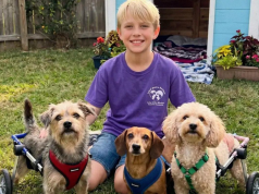 Dečak je izgradio sklonište za pse — komšinica ga je uništila, ali pravda je brzo stigla