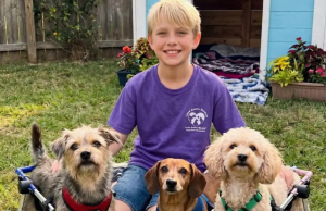 Dečak je izgradio sklonište za pse — komšinica ga je uništila, ali pravda je brzo stigla