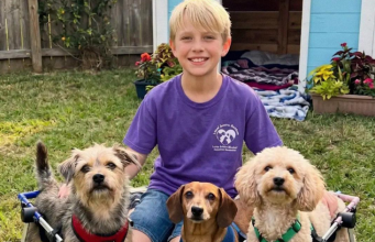 Dečak je izgradio sklonište za pse — komšinica ga je uništila, ali pravda je brzo stigla