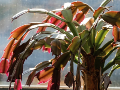 Kako oživjeti božićni kaktus: Prirodni eliksir za bujno cvjetanje i zdrav rast