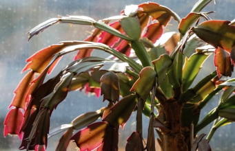 Kako oživjeti božićni kaktus: Prirodni eliksir za bujno cvjetanje i zdrav rast