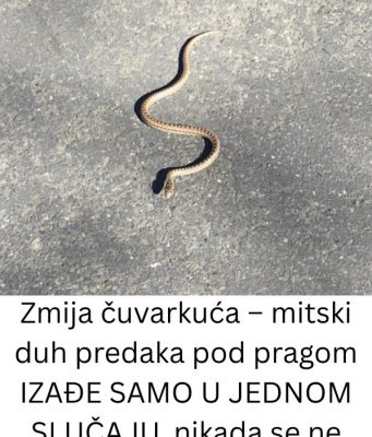 Zmija čuvarkuća – IZAĐE SAMO U JEDNOM SLUČAJU, nikada se ne ubija! (FOTO) Zmija čuvarkuća – IZAĐE SAMO U JEDNOM SLUČAJU, nikada se ne ubija! (FOTO) - featured image