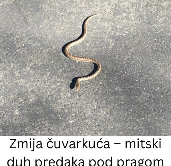 Zmija čuvarkuća – IZAĐE SAMO U JEDNOM SLUČAJU, nikada se ne ubija! (FOTO) - featured image Zmija čuvarkuća – IZAĐE SAMO U JEDNOM SLUČAJU, nikada se ne ubija! (FOTO) - featured image