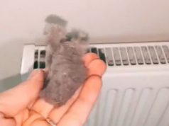 EVO KAKO DA OČISTITE RADIJATORE ZA MINUTU: Bolju foru niste vidjeli, kako se niko ranije nije sjetio ovoga?! (VIDEO) EVO KAKO DA OČISTITE RADIJATORE ZA MINUTU: Bolju foru niste vidjeli, kako se niko ranije nije sjetio ovoga?! (VIDEO) - featured image