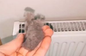 EVO KAKO DA OČISTITE RADIJATORE ZA MINUTU: Bolju foru niste vidjeli, kako se niko ranije nije sjetio ovoga?! (VIDEO) EVO KAKO DA OČISTITE RADIJATORE ZA MINUTU: Bolju foru niste vidjeli, kako se niko ranije nije sjetio ovoga?! (VIDEO) - featured image
