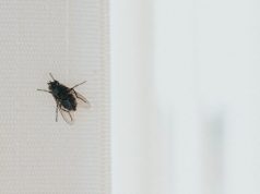 Stavite kesu sa vodom na prozor, ubacite jednu stvar koju svi imaju u kući – i više nikada nećete videti muhu Stavite kesu sa vodom na prozor, ubacite jednu stvar koju svi imaju u kući – i više nikada nećete videti muhu - featured image