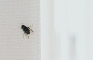 Stavite kesu sa vodom na prozor, ubacite jednu stvar koju svi imaju u kući – i više nikada nećete videti muhu Stavite kesu sa vodom na prozor, ubacite jednu stvar koju svi imaju u kući – i više nikada nećete videti muhu - featured image